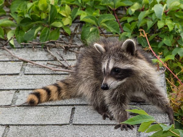 Philadelphia Wildlife Removal