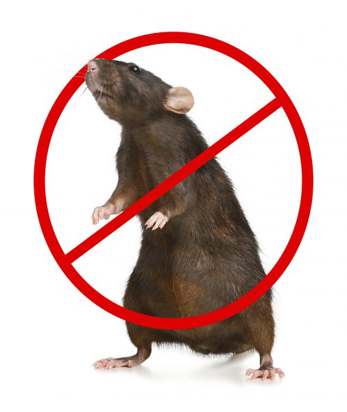 Philadelphia Pest Control Service